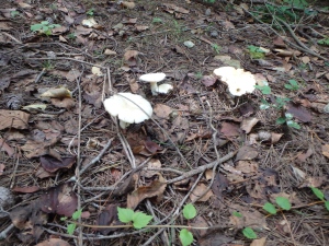 Soo many mushrooms. More Mushrooms then grass. 